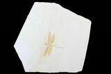 Fossil Dragonfly (Tharsophlebia) - Solnhofen Limestone #77831-2